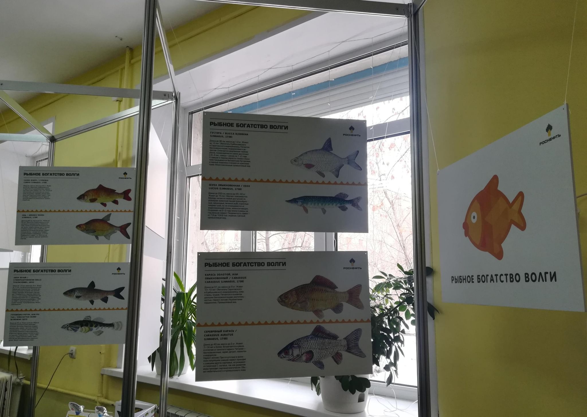 Выставка рыб чебоксары мегамолл. Рыбная выставка в Ставрополе. Выставка рыба парк Хаус.