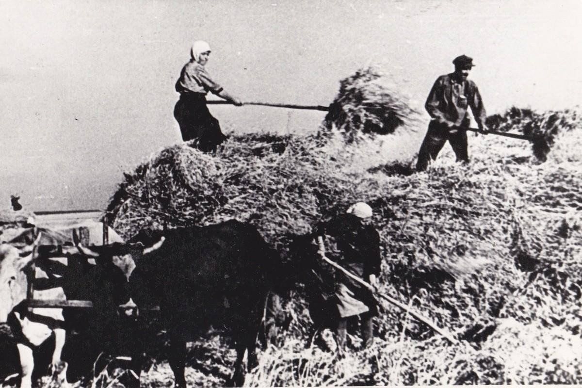 Фотография труженика. Сельское хозяйство в годы войны в Саратовской области. Труженики тыла в годы ВОВ колхозы.