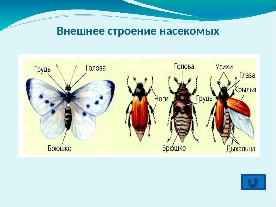 Строение насекомых картинки для детей
