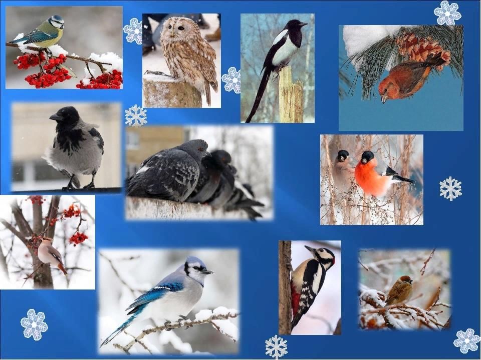 Зимующие птицы юга. Зимующие птицы. Коллаж зимующие птицы. Зимующие птицы России. Зимующие птицы нашего края.