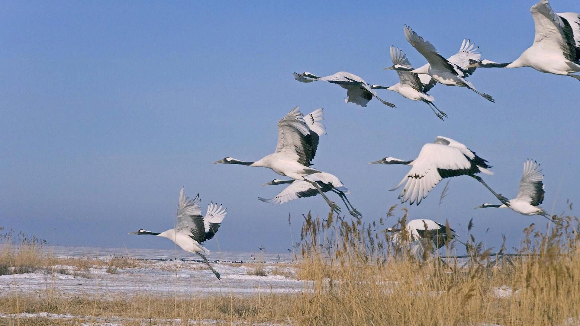 перелетные птицы брянской области фото с названиями