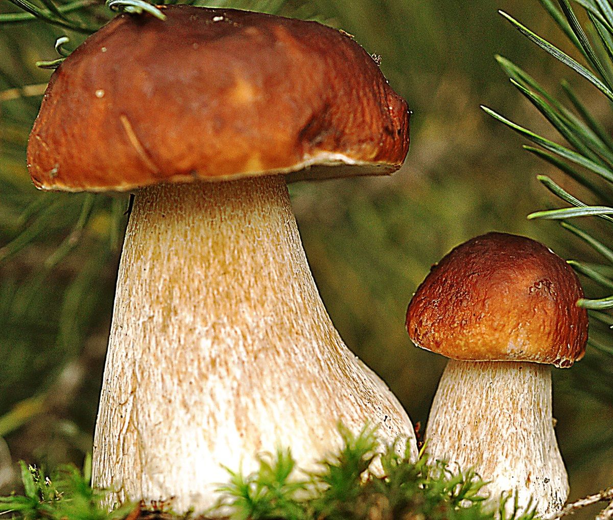 Гиб д. Гриб. Лесные грибы. Грибы белый гриб. Красивые белые грибы.