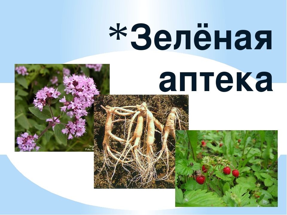 Аптека под ногами проект в доу