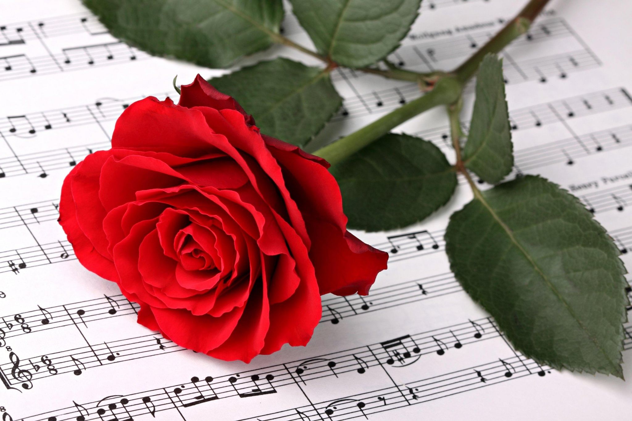 Песня как жить без весны. Ноты и цветы. Музыкальный букет цветов. Розы и Ноты. Букет цветов и нотки.