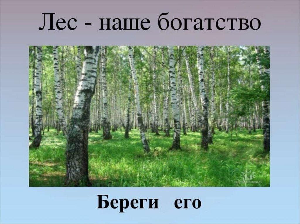 Это было в нашем лесу. Лес наше богатство. Рисунок на тему лес наше богатство. Тема лес наше богатство. Презентация на тему лес