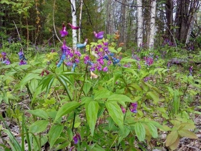 Лесные цветы Подмосковья: Вдохновение в …