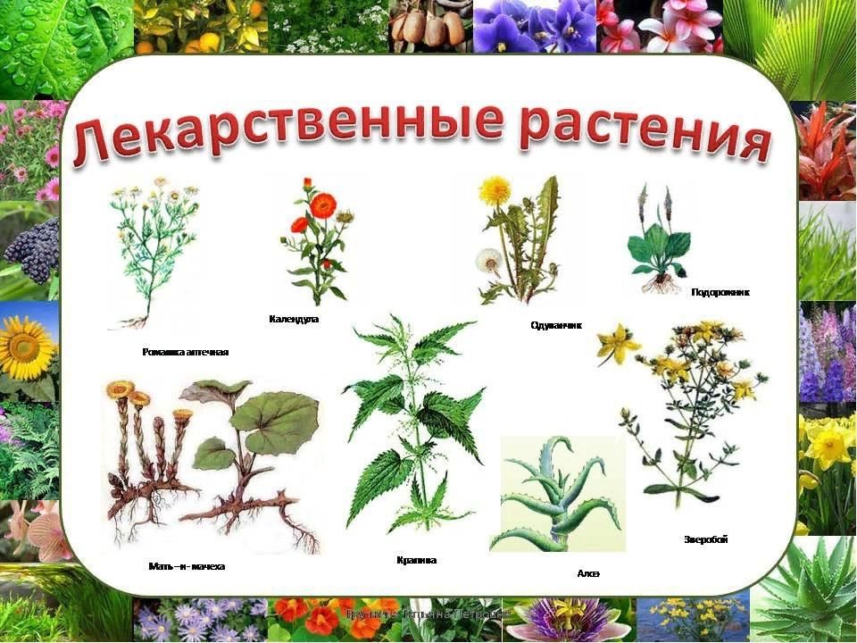 Лекарственные растения для дошкольников в картинках с описанием
