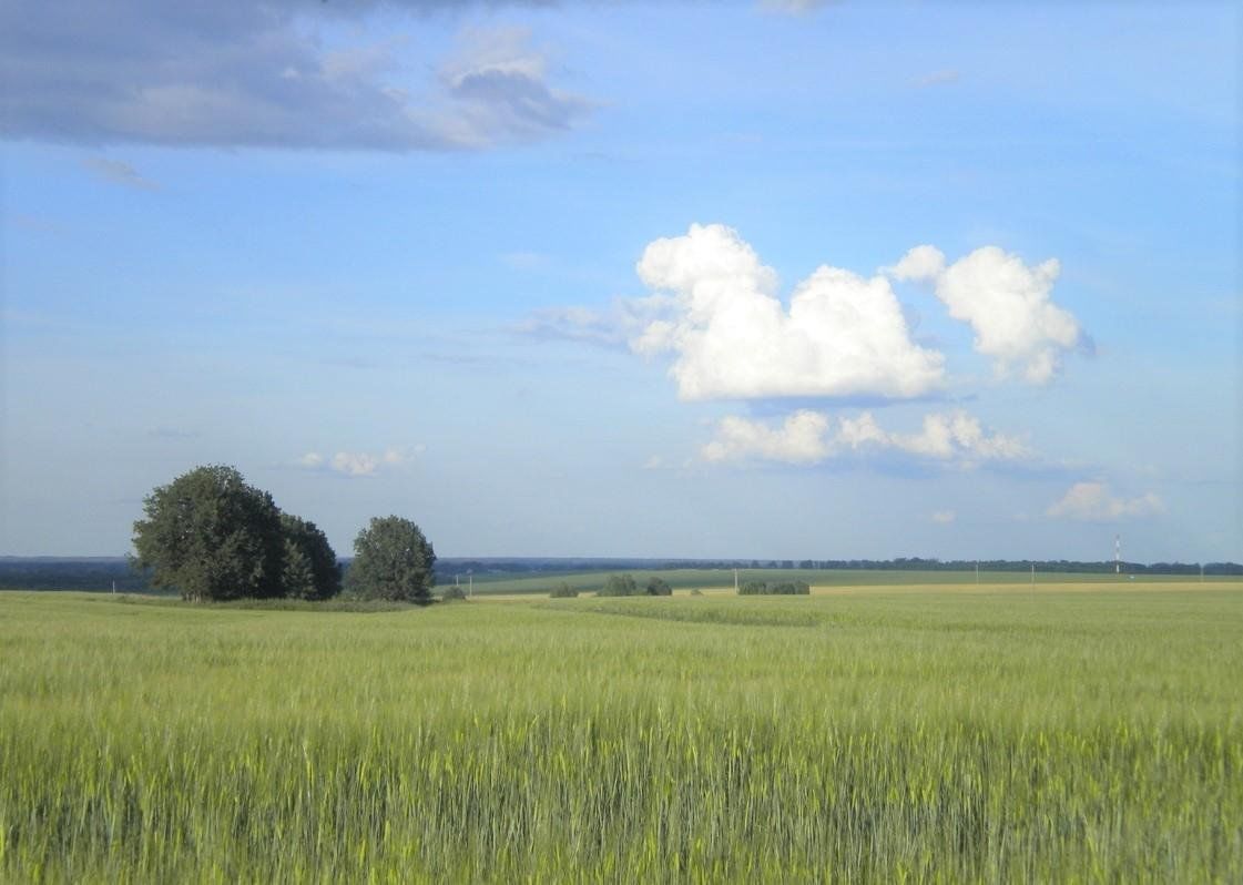 Ласицы сасовский район фото деревня