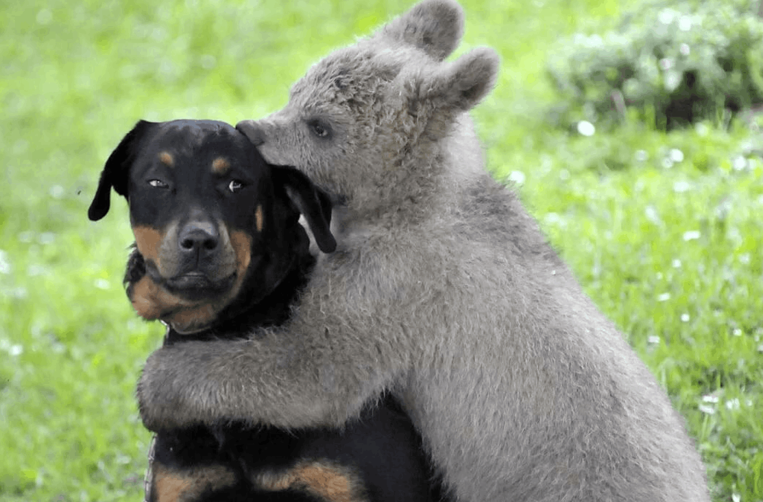 Животные обнимают