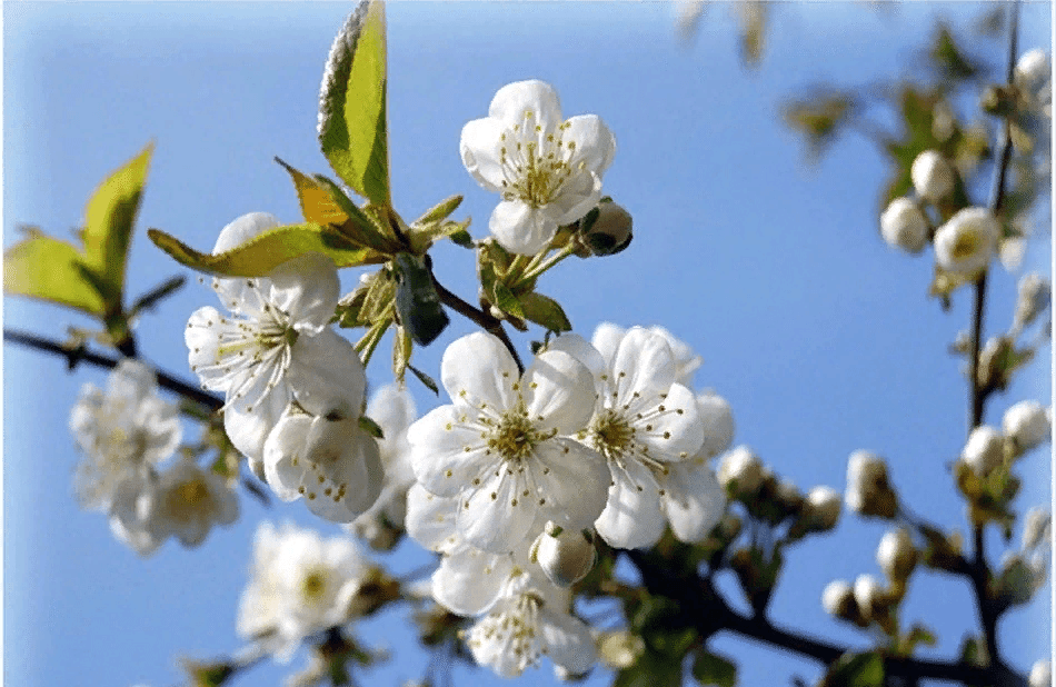 Скоро май картинки красивые