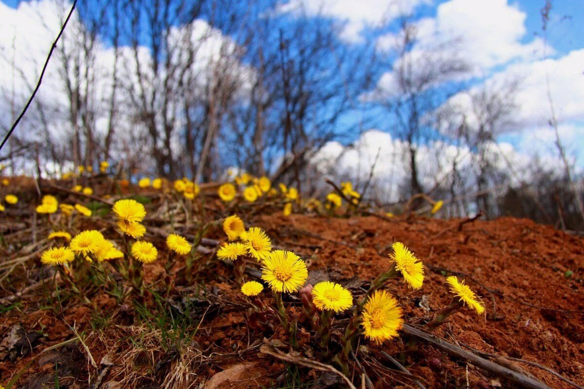 весенний день природа