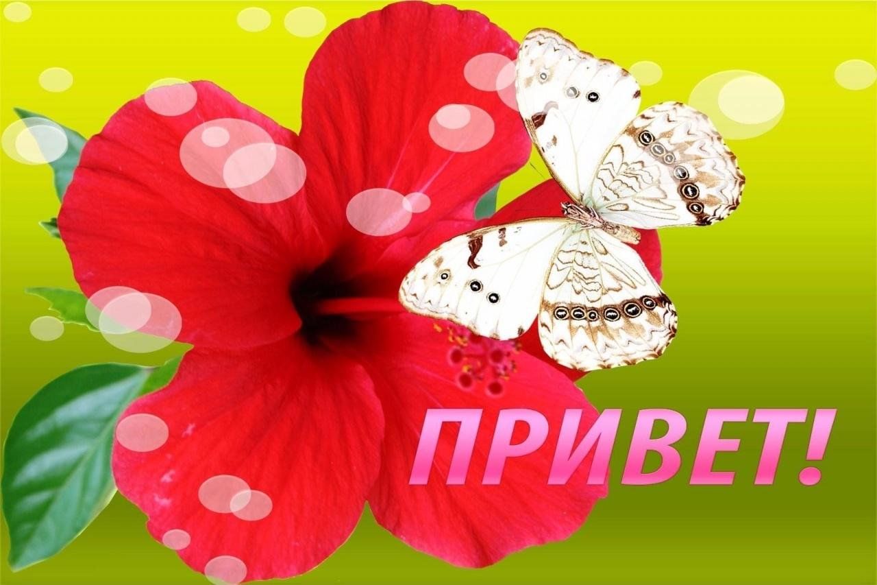 Привет цветы