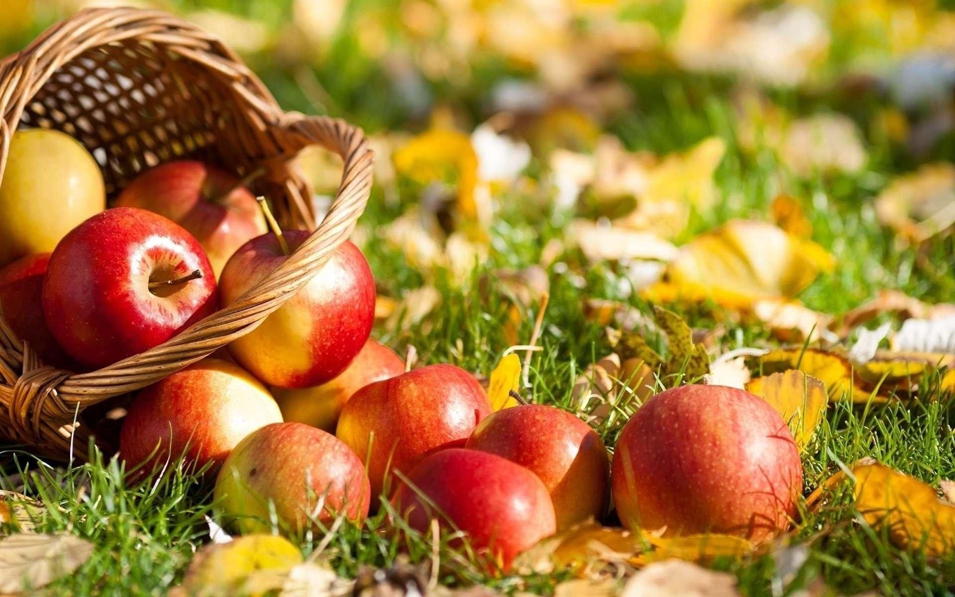 В подарок получить яблоки. Осень яблоки. Осень урожай. Урожай яблок. Осенние дары природы.