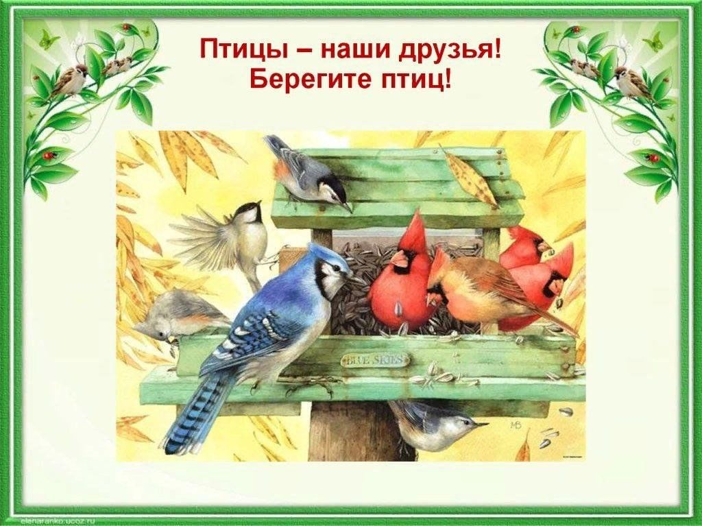 Картинка берегите птиц для детей