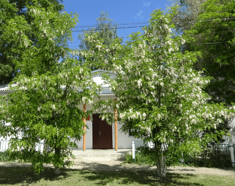 Саратов дубки фото