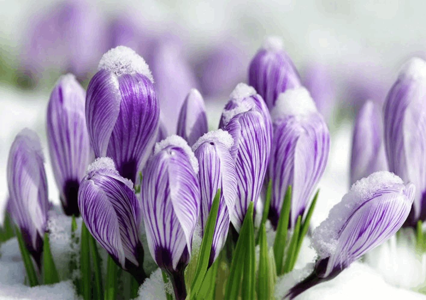 Красивые картинки первый. Первые весенние цветы. Весенние цветы март. Доброе утро крокусы в снегу. Доброе утро первоцветы в снегу.