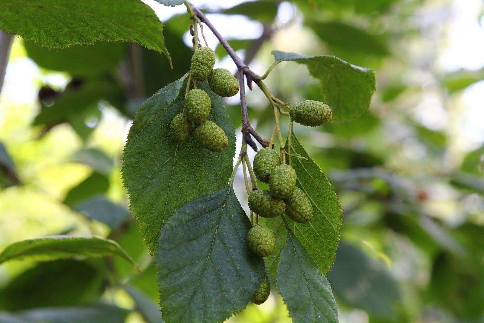 Ольха серая, alnus incana