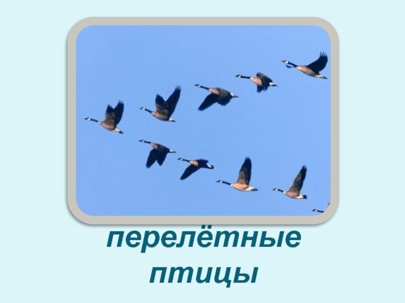 Птицы Возвращаются Весной Картинки Для Детей