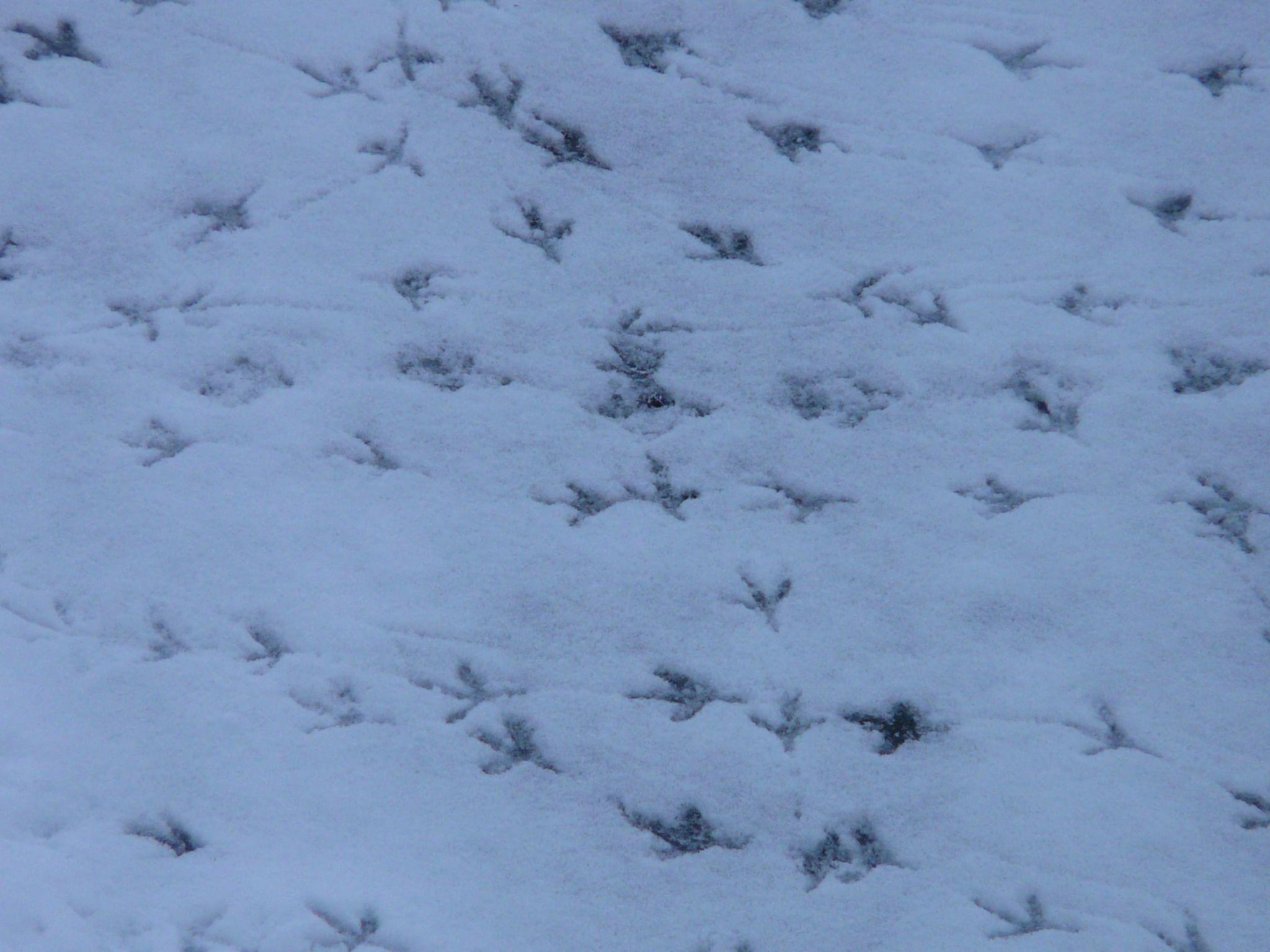 Следы на снегу фото с названиями птиц