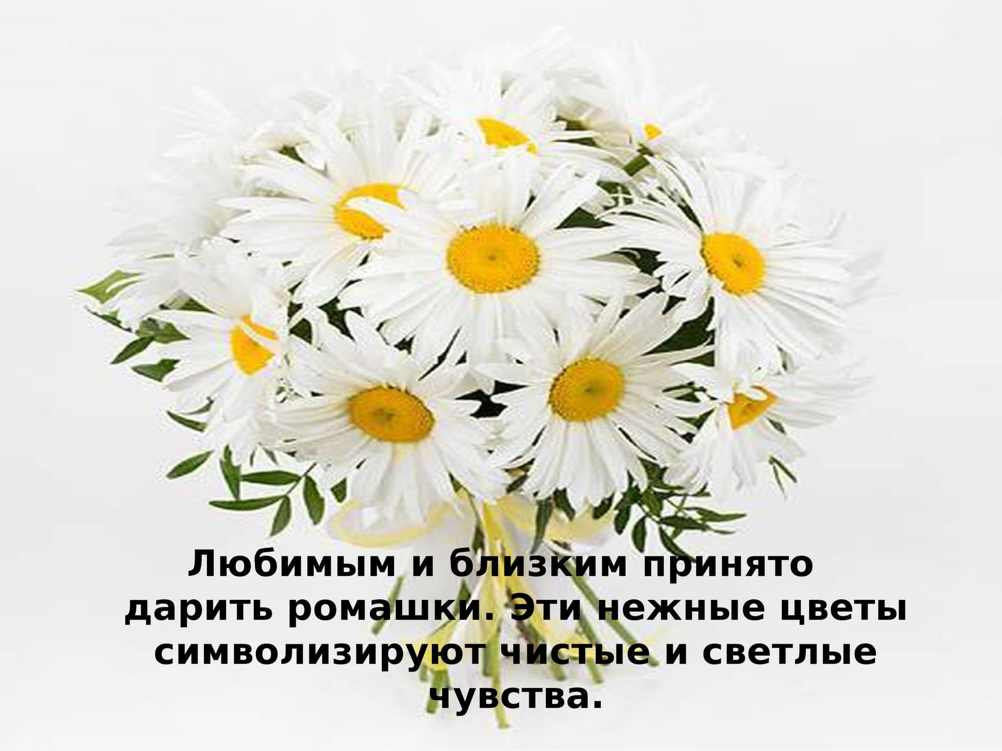 Акция «Дарите ромашки любимым», посвященная Всероссийскому дню любви, семьи  и верности. 2022, Азнакаевский район — дата и место проведения, программа  мероприятия.