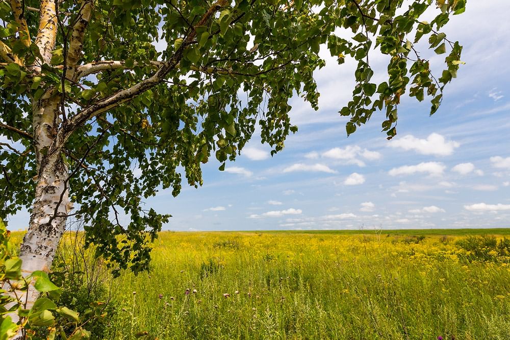 Родной край связь. Русь Матушка. Родная природа. Природа России. Природа Матушка Русь.