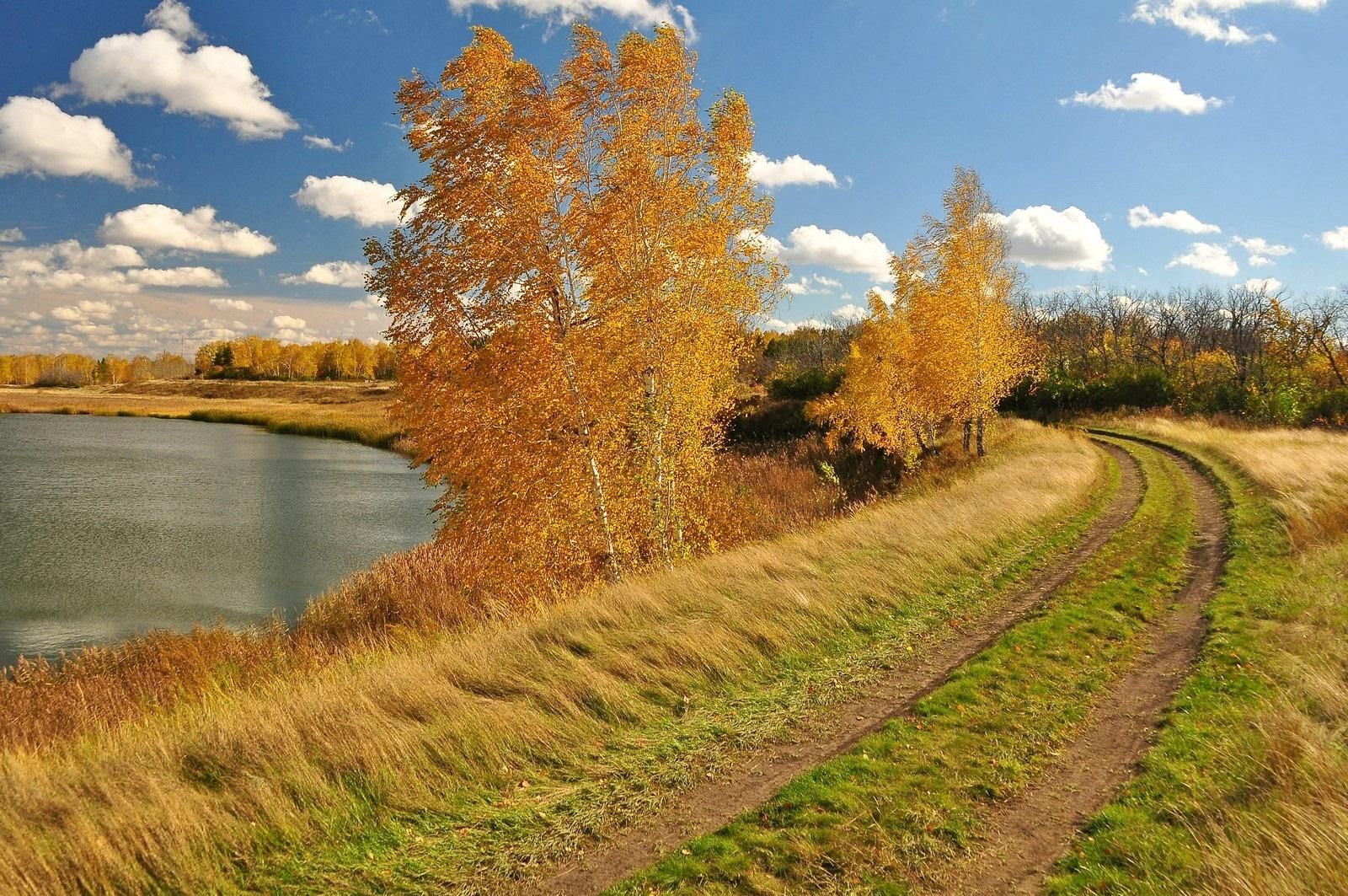 Родной край осенью. Природа Омской области. Осень в Омской области. Пейзажи Омской области. Осенний пейзаж Омска.