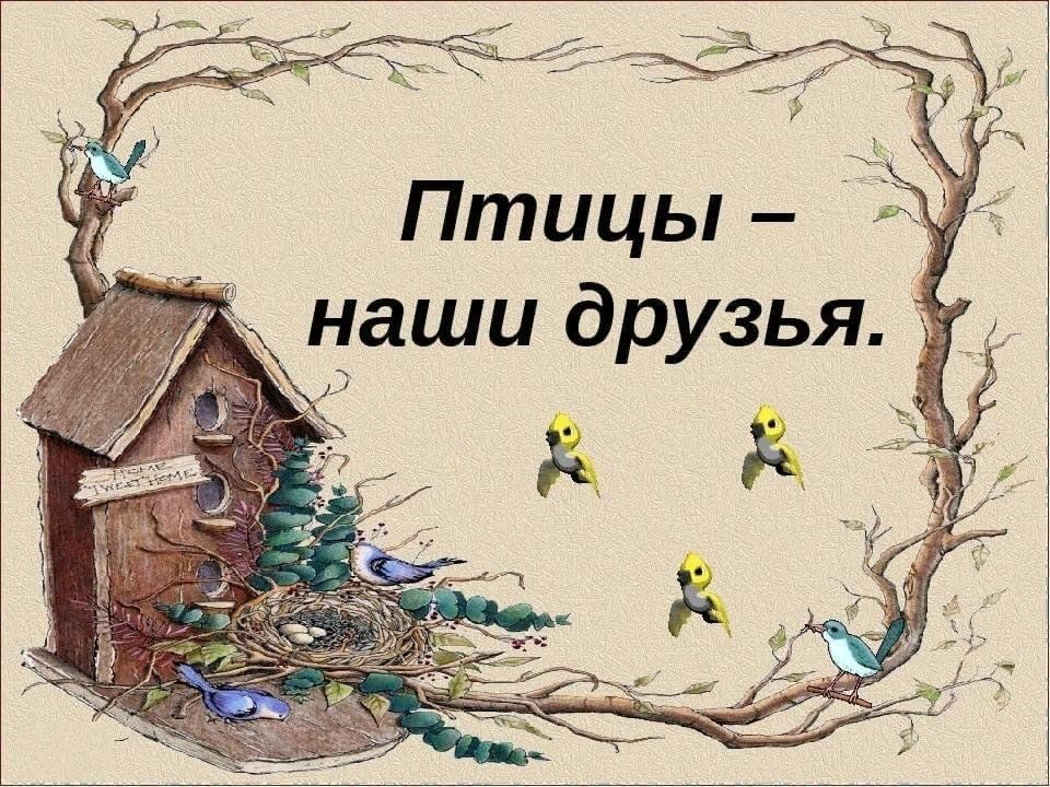 Проект для 2 класса птицы наши друзья