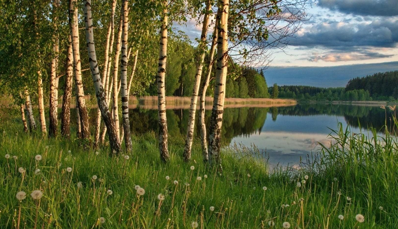 Красота родины. Березовые Рощи Марий Эл. Березовая роща Тверь. Русь река березы. Березовый леслес озеро.