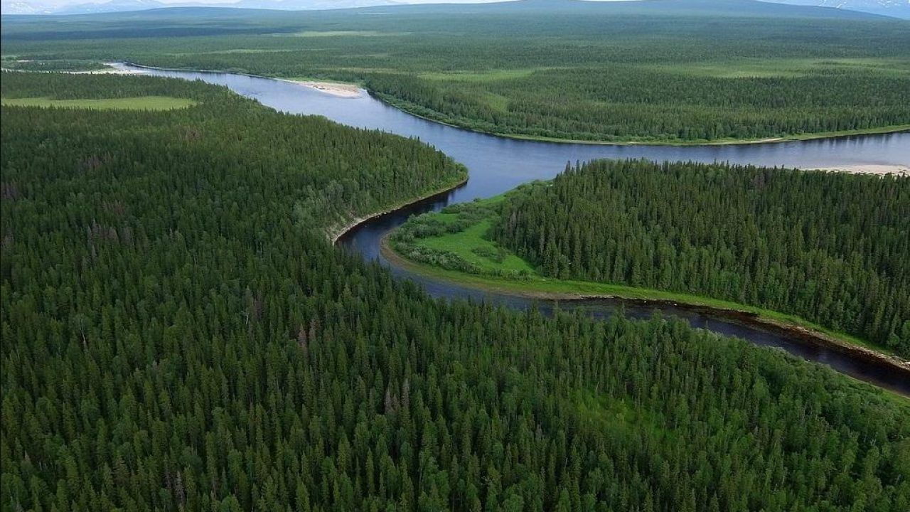 Девственные леса коми фото Онлайн-экскурсия "Удивительная природа России. Леса Коми" 2020, Орехово-Зуевский