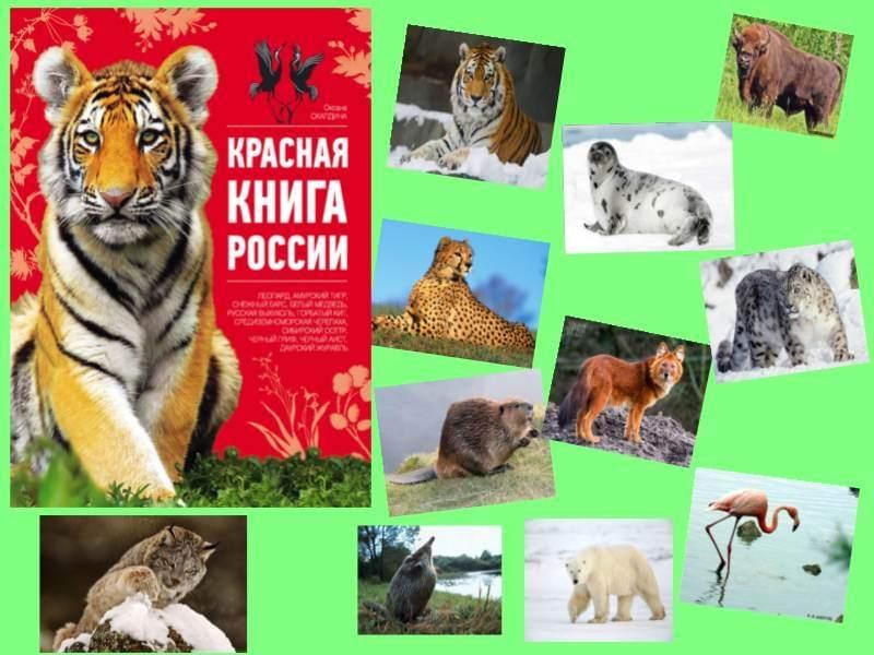 Животные красной книги россии картинки для детей