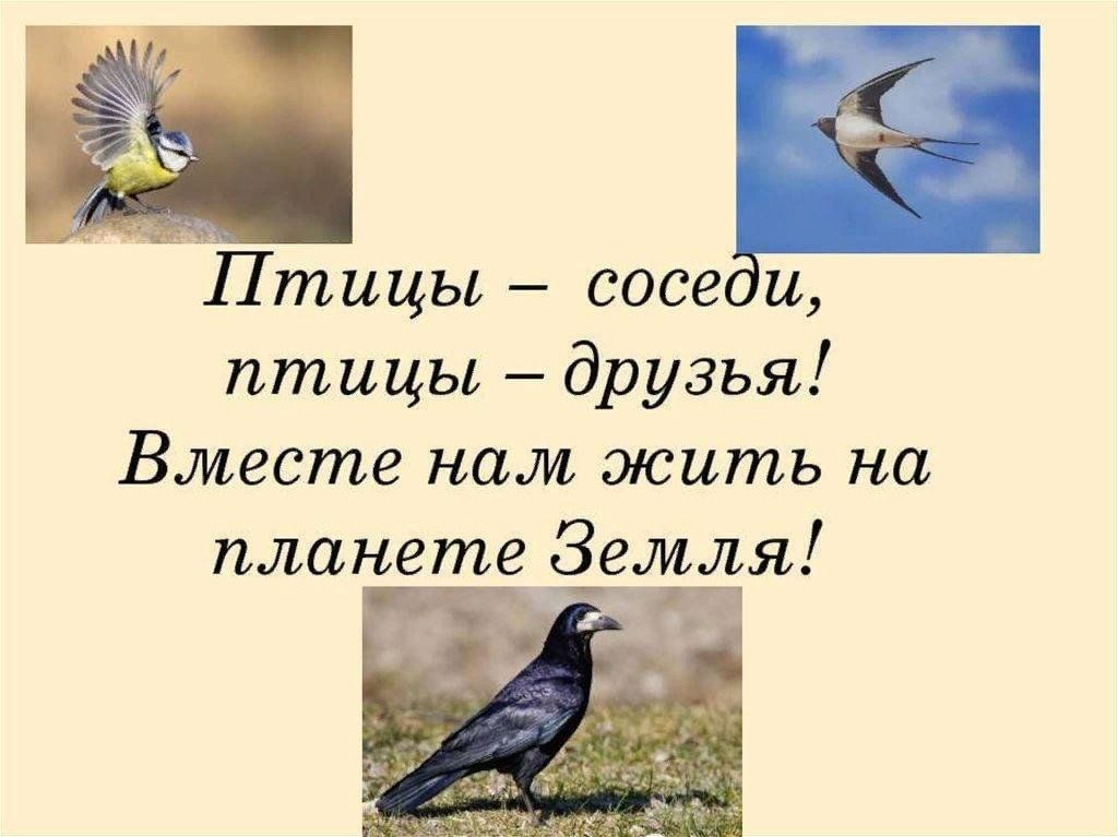 Проект моя любимая птица