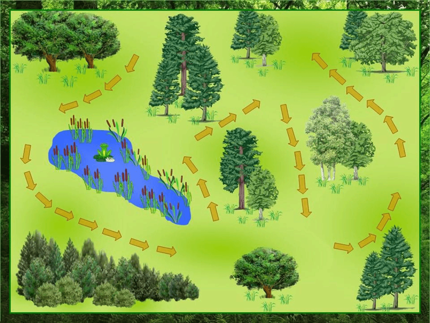 Фон для экологической тропы