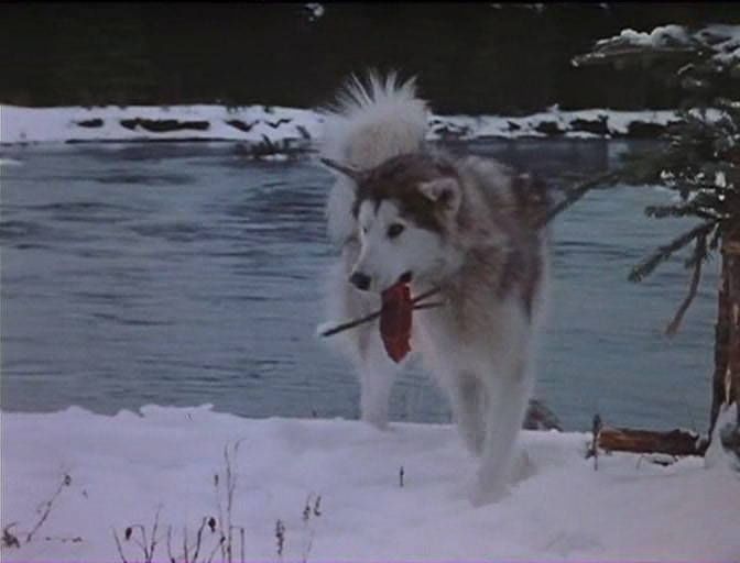 Дикий пес песня. Дикий пес севера (1961). Дикая Северная собака. Пёс на севере.