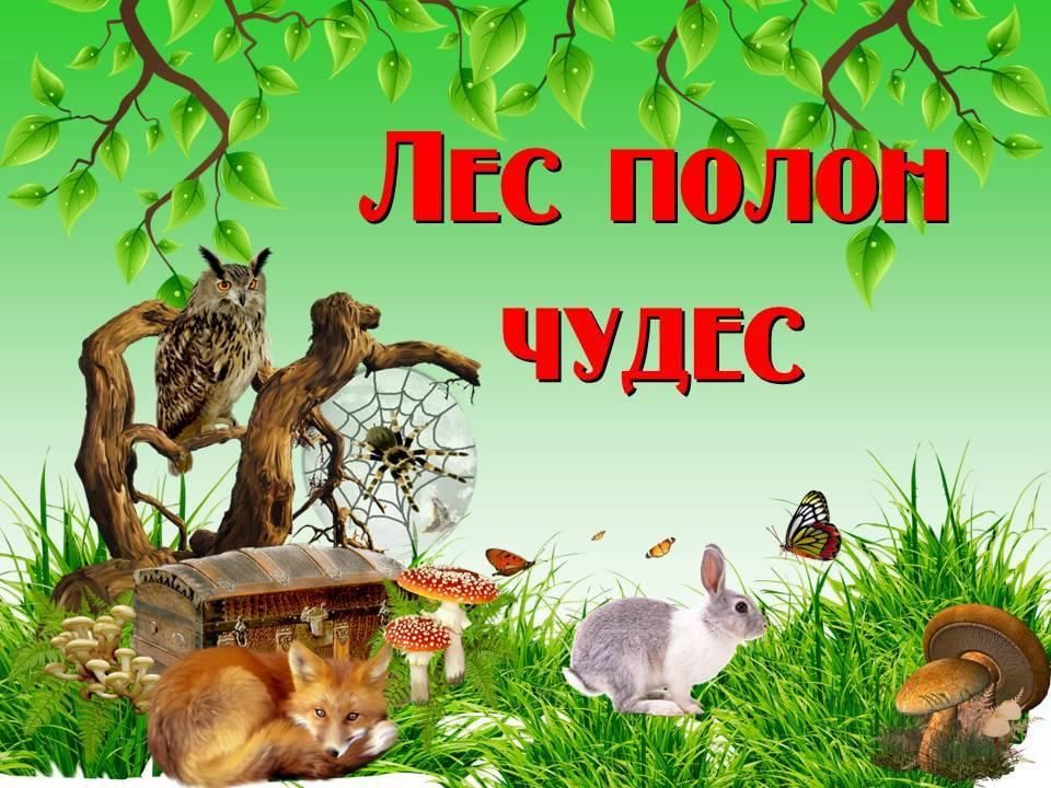 Лесные чудеса картинки