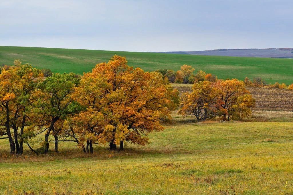 Осенний область. Осень Белгородская область. Ростовская область осень. Природа Белгорода и Белгородской области. Ростовская область природа осень.