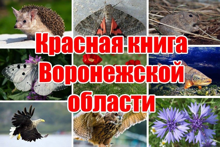 Проект красная книга воронежской области