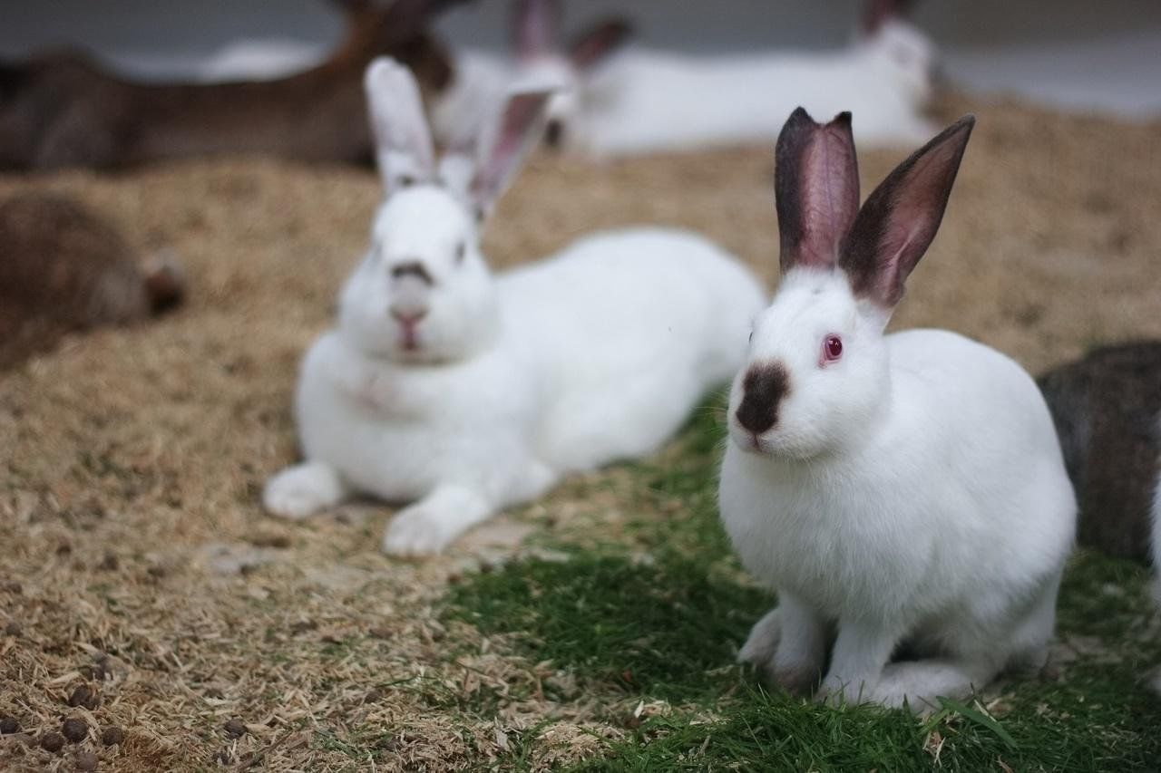 Rabbit самара. День кролика. Кролики Самара красный Яр.