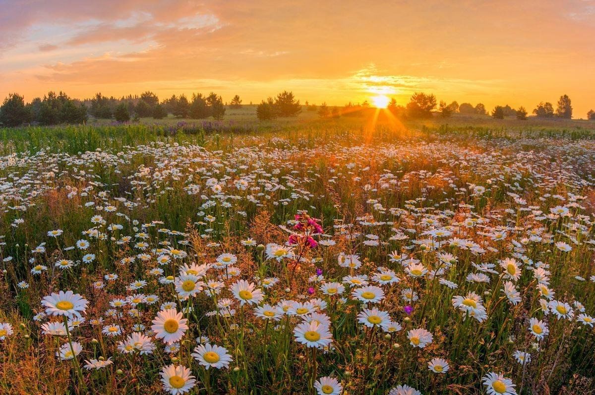 Когда лета показать дни. Луга Вологодской области. Цветочное поле. Цветущие поля. Луг на рассвете.