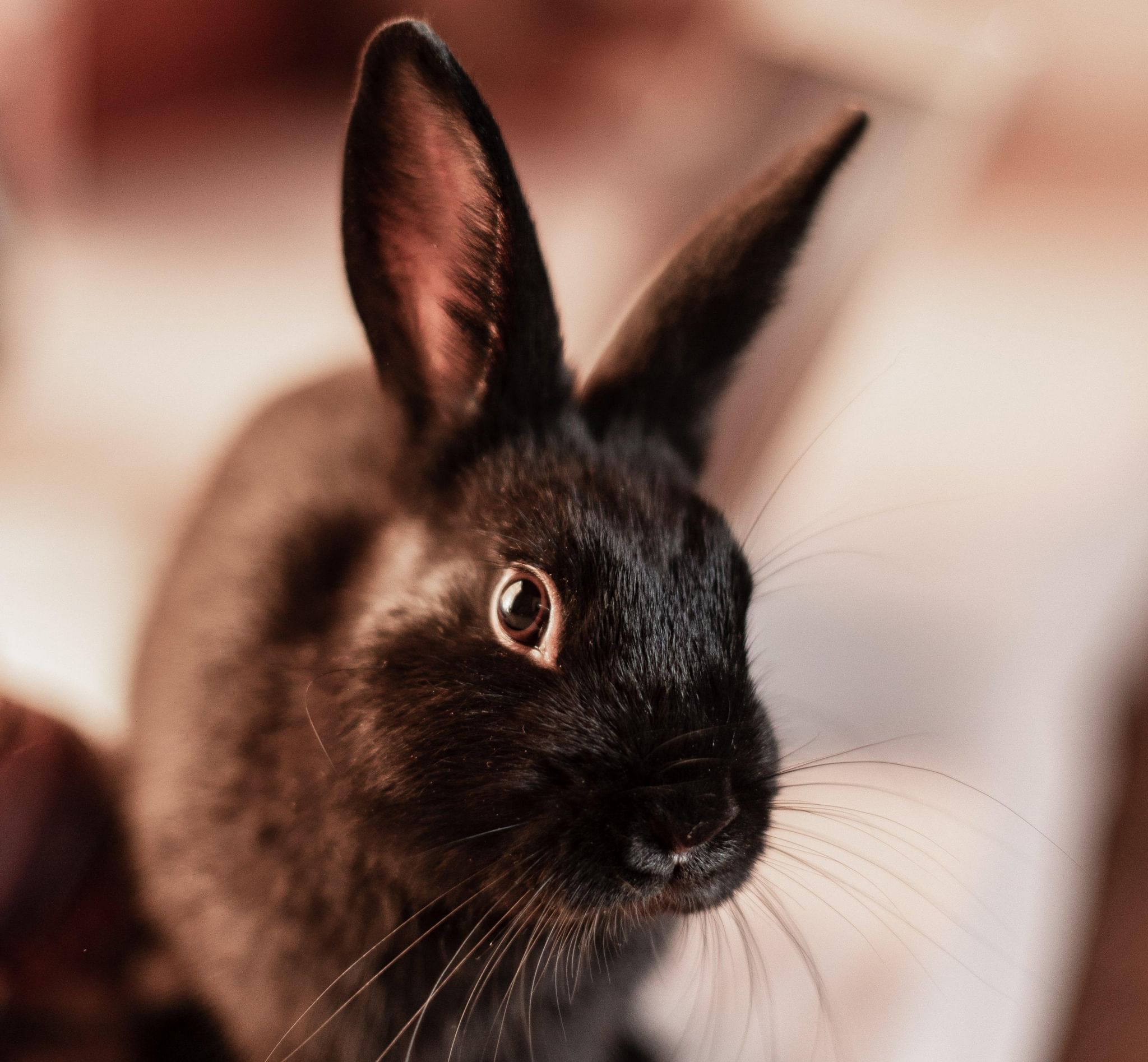 черный кролик фото