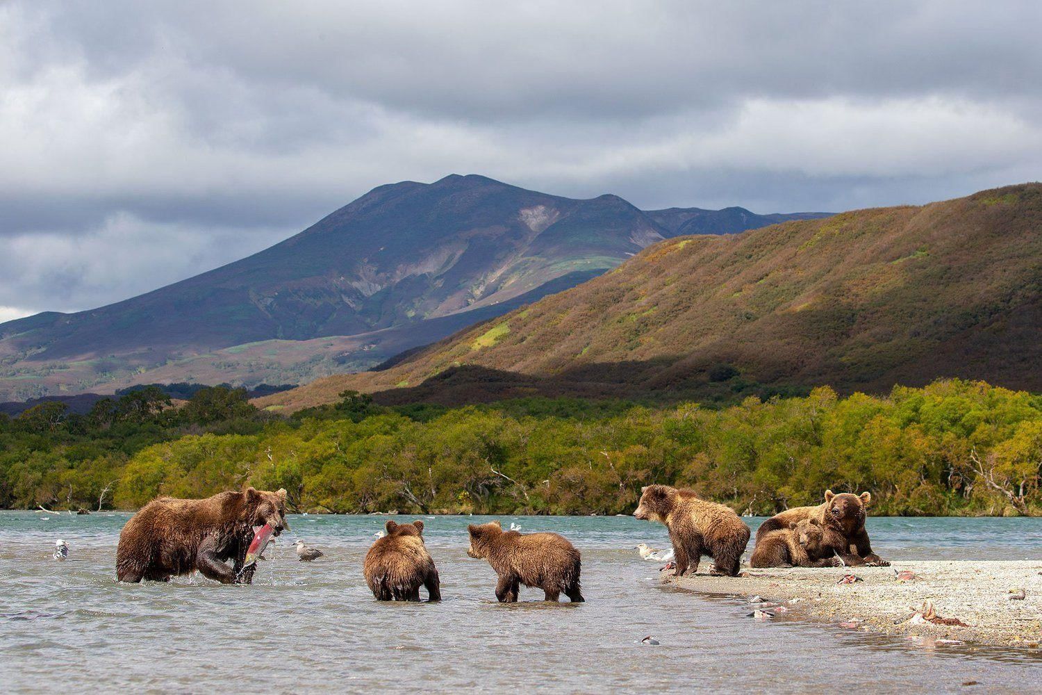 Животные камчатки фото