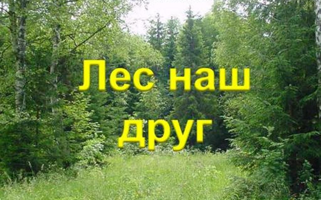 Лес наш друг проект 1 класс