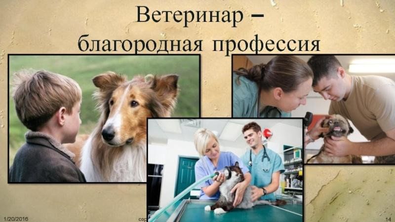 Специальность ветеринар