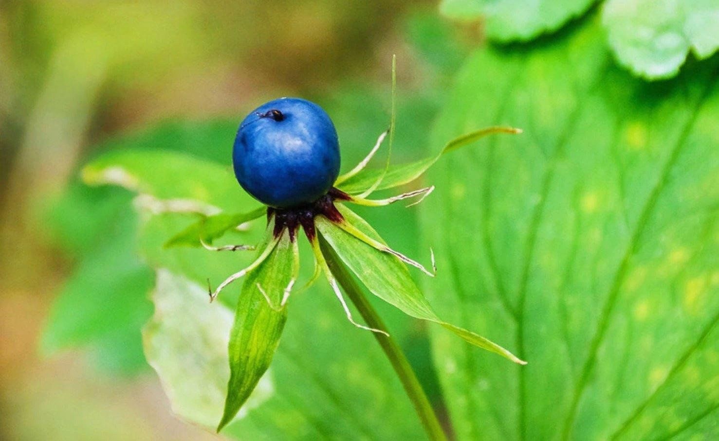 Eye berry. Вороний глаз ядовитое растение. Ядовитые Лесные ягоды Вороний глаз. Цветок Вороний глаз ядовитое растение. Несъедобные ягоды Вороний глаз.