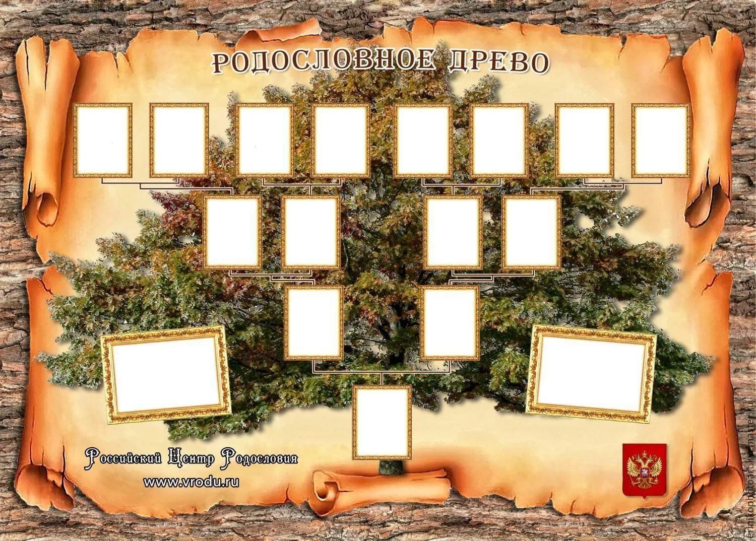 Моя родословная образец