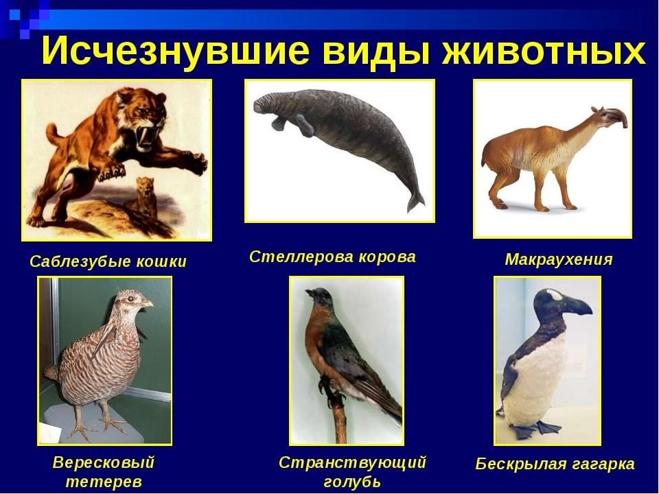 Исчезающие животные и растения картинки