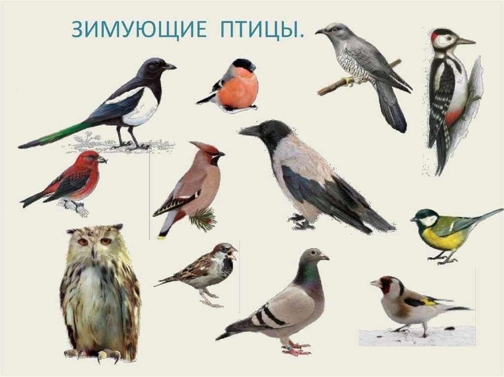 Какие птицы зимуют фото