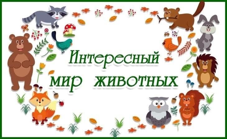 Детский проект мир животных