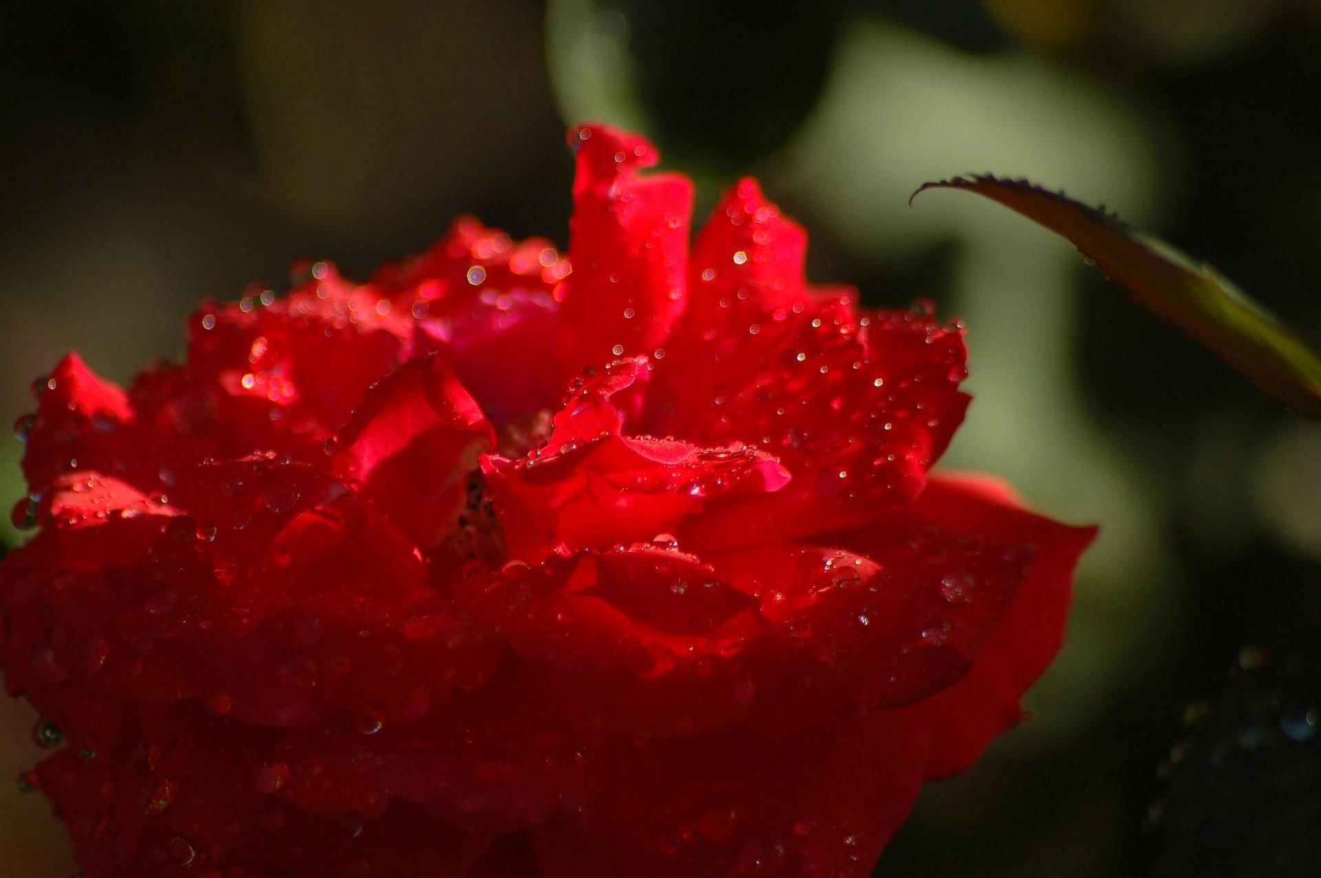 Belle rouge