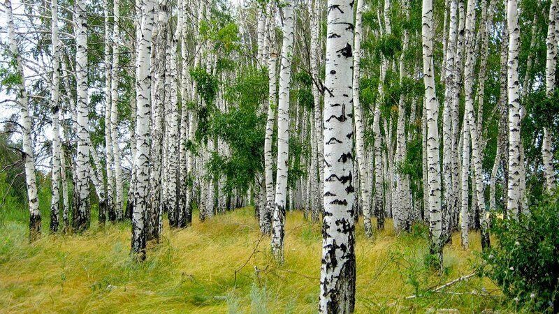 Березовый ситец Есенин. Страна берёзового ситца Есенин. Березовый ситец. Страна берез.