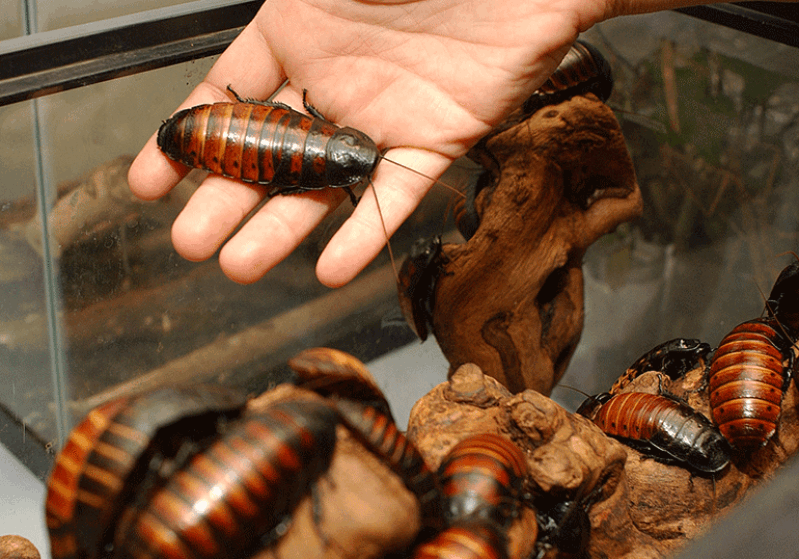 Мадагаскарские тараканы террариум. Оотека мадагаскарского таракана. Мадагаскарский таракан домашний. Мал агаскарский таракан.